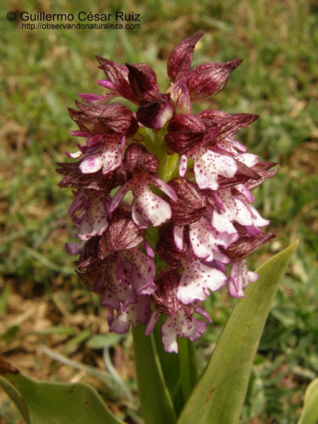 Orquídea de dama, Orchis purpurea