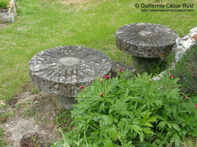 Piedras volanderas de molino maquilero usadas como mesas