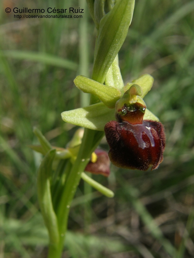 Flor de abeja Ophrys sphegodes