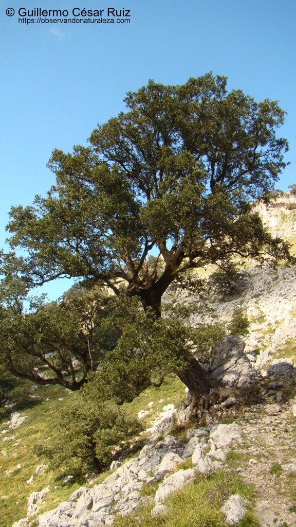 Encina cantábrica, Quercus ilex subsp ilex junto a senda ascensión a Monte Candina-Solpico